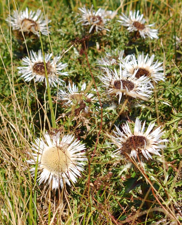 Carlina acaulis subsp caulescens